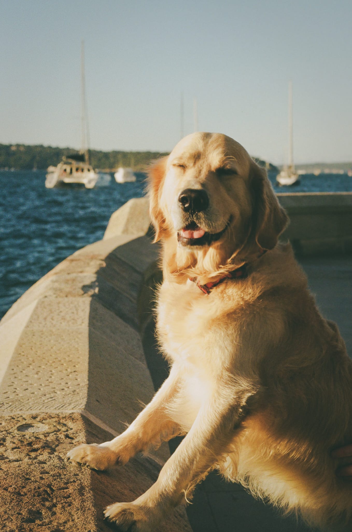 George, Tom's dog, and the reason several hundred of those camera roll photos exist.